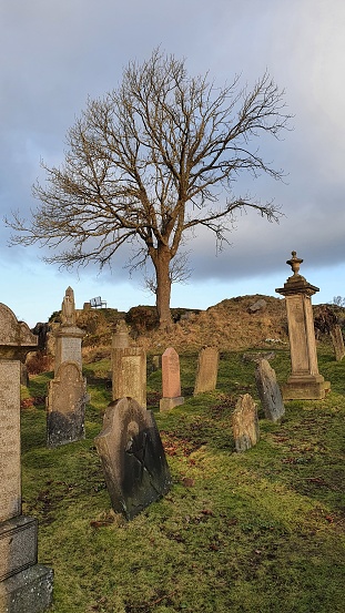 Bare tree, monuments and gravestones in old cemetery