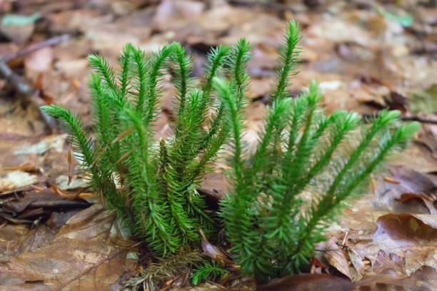 Moss evergreen club moss close-up, Carpathian vegetation lycopodiaceae photos stock pictures, royalty-free photos & images