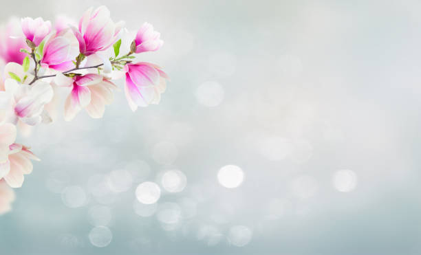 twig with blooming pink magnolia flowers close up over blue background with copy space