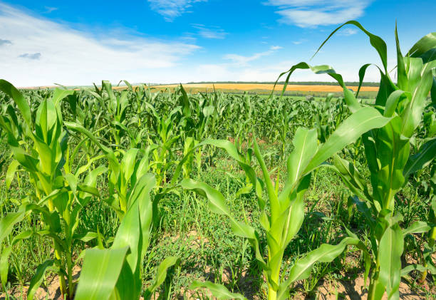 istock Summer cornfield and beautiful blue sky. 1370286307