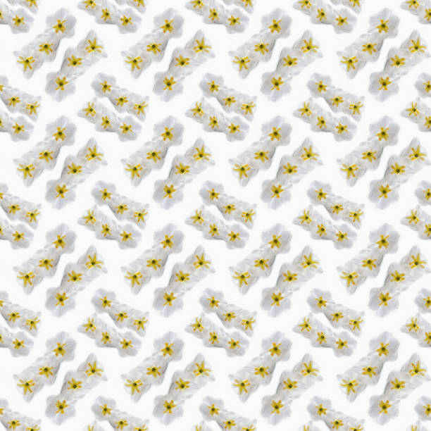 Dried  pressed flowers pattern on white background