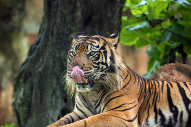 Close up photo of a sumatran tiger stock photo