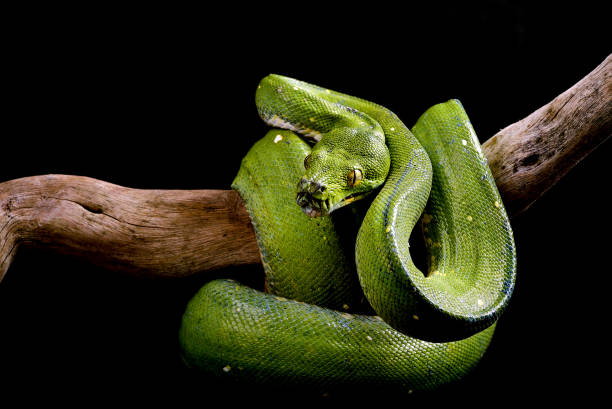 istock Green tree phyton on black background, Condro phyton 1370288575