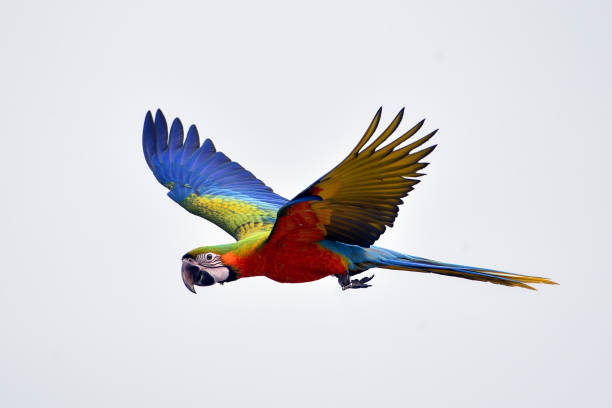 istock Scarlet macaw bird in flight 1370289227
