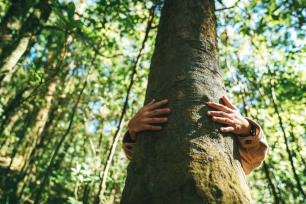 istock Closeup hands of woman hugging tree in forest. 1370289266