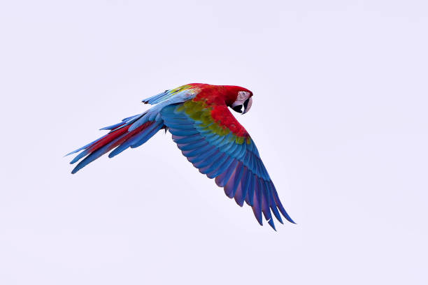 Scarlet macaw bird in flight stock photo