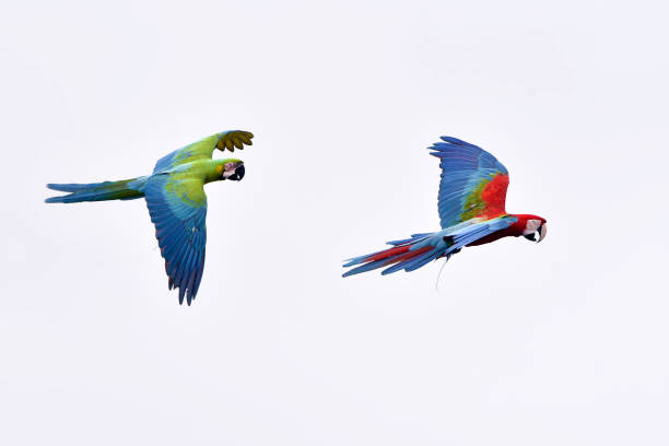 istock Scarlet macaw bird in flight 1370289373