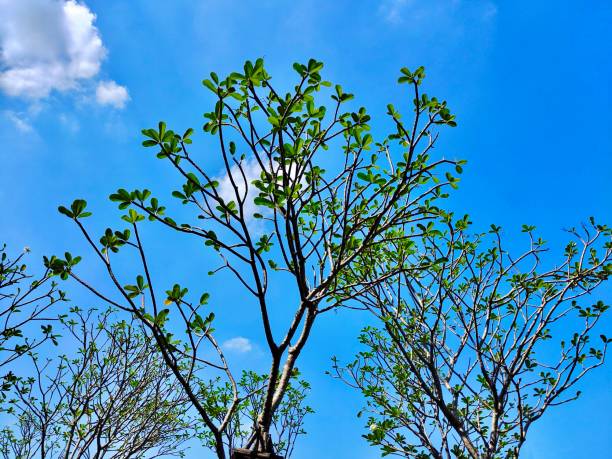istock Fresh Green Plumeria Frangipanis Leaves on Tree 1370289610