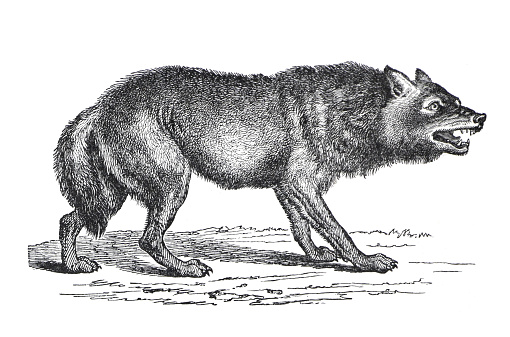 Vintage Grey wolf (Canis lupus) wild animal. hand drawn illustration of  Wolf animal, retro style.