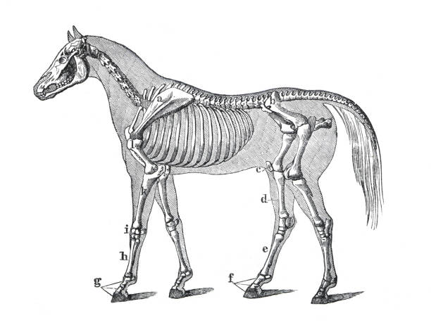 illustrazioni stock, clip art, cartoni animati e icone di tendenza di anatomia del cavallo o scheletro del cavallo. illustrazione incisa disegnata a mano. stile retrò. - zoology