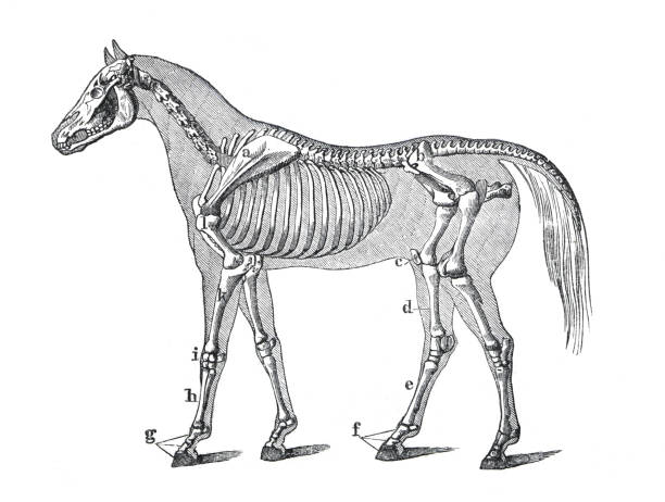 анатомия лошади или скелет лошади. нарисованная от руки гравированная иллюстрация. стиль ретро. - horse animal skeleton anatomy animal stock illustrations