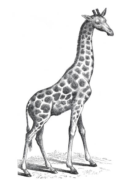 Vintage giraffe, (camelopardalis) wild animal. Safari Africa. hand drawn illustration of wildlife giraffe. reteo style. Vintage giraffe, (camelopardalis) wild animal. Safari Africa. hand drawn illustration of wildlife giraffe. retro style. rothschild giraffe stock illustrations