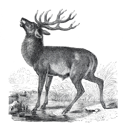 Vintage Red deer (Cervus elaphus) wild animal. European. hand drawn illustration of wildlife Red deer. retro style.