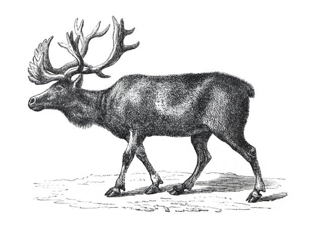 vintage renifer (cervus tarandus)) dzikie zwierzę. europejczyk. ręcznie rysowana ilustracja dzikiego renifera. styl retro. - brow antlered deer stock illustrations