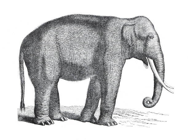 Vintage Elephant (Elephas indicus)) wild animal. Africa. hand drawn illustration of wild Elephant. retro style. Vintage Elephant (Elephas indicus)) wild animal. Africa. hand drawn illustration of wild Elephant. retro style. nice for poster or wallpaper. africa antique old fashioned engraving stock illustrations