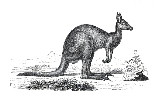 Vintage animal kangaroo (Procoptodon) or halmaturus giganteus. wild animal. Australia. hand drawn kangaroo illustration. retro style.
