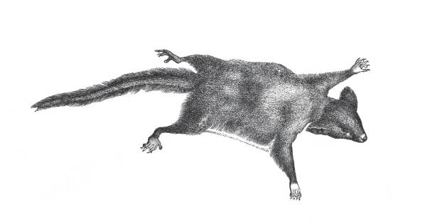 rodzaj petaurus zawiera latające falangi lub szybowce ze skrzydłami nadgarstkowymi. dzika mysz. australijczyk. ręcznie rysowana grawerowana ilustracja dzikiej latającej myszy. styl retro. - rodent marsupial squirrel glider australia stock illustrations