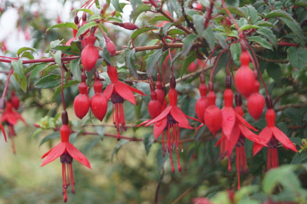istock Red flowering fuchsia flowers 1370289985