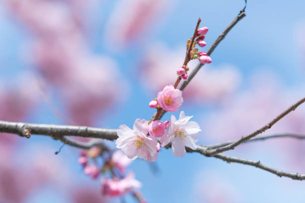 istock pink japanese cherry blossoms in spring sunlight 1370290628