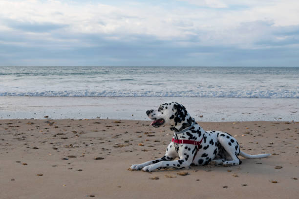istock Dalmatian dog protrait resting relaxed in a beach with a red harness 1370291042