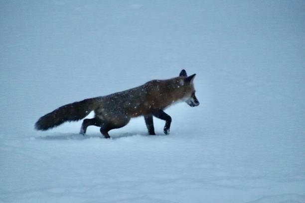 istock Fox out early morn in snow 1370291326