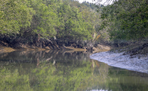 istock A canal in Sundarbans 1370294853