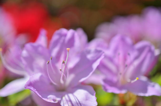Spring flower