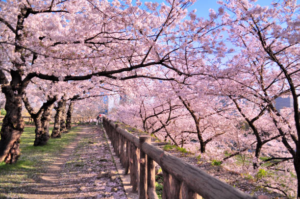 bunga sakura mekar penuh di taman - bunga sakura potret stok, foto, & gambar bebas royalti