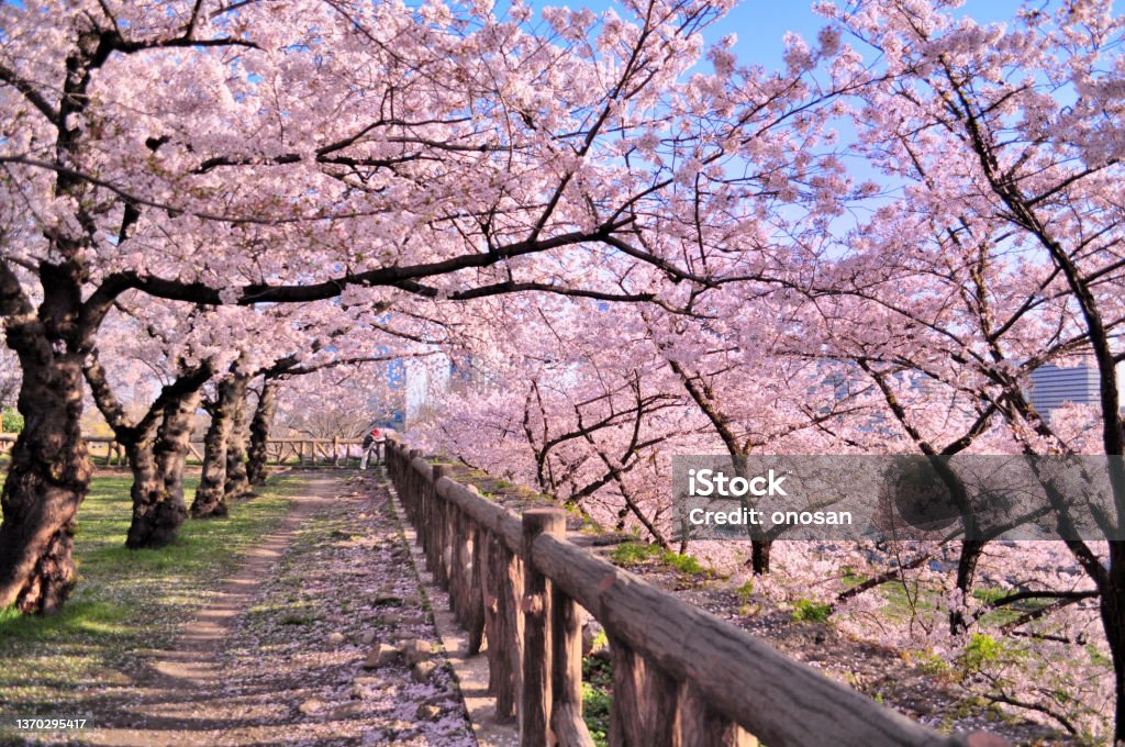 Cherry blossoms in full bloom in Park Cherry blossoms in park in Osaka Prefecture has beautiful flowers of the four seasons. Especially the cherry blossoms are wonderful. Cherry Blossom Stock Photo