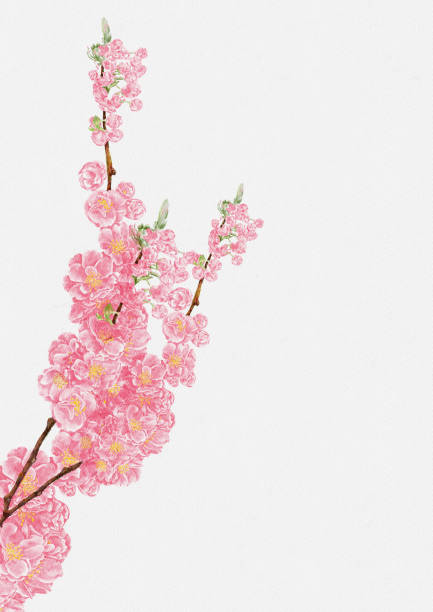 cherry bloossom farba wodna ręcznie farba na papierze wodnym, ilustracja izolowana piękna naturalna różowa sakura, wiosenny kwiat na białym tle zaproszenia na ślub, kartka na dzień matki lub walentynki - cherry valentine zdjęcia i obrazy z banku zdjęć