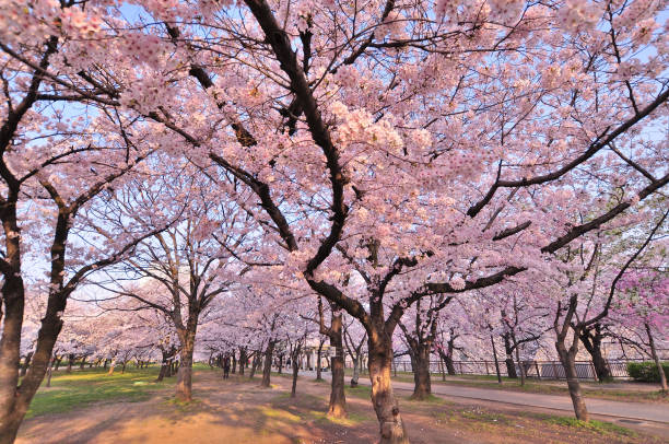 istock Cherry blossoms in full bloom in Park 1370296536