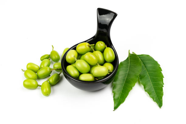 istock Fresh Neem fruit on black ceramic bowl and neem green leaf isolated on white background. 1370296637