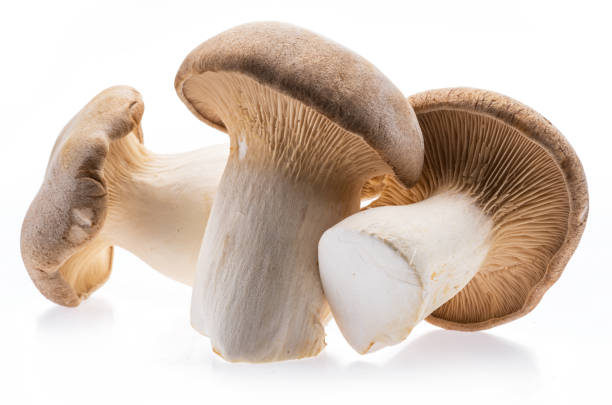 istock King oyster mushrooms isolated on white background. 1370296779