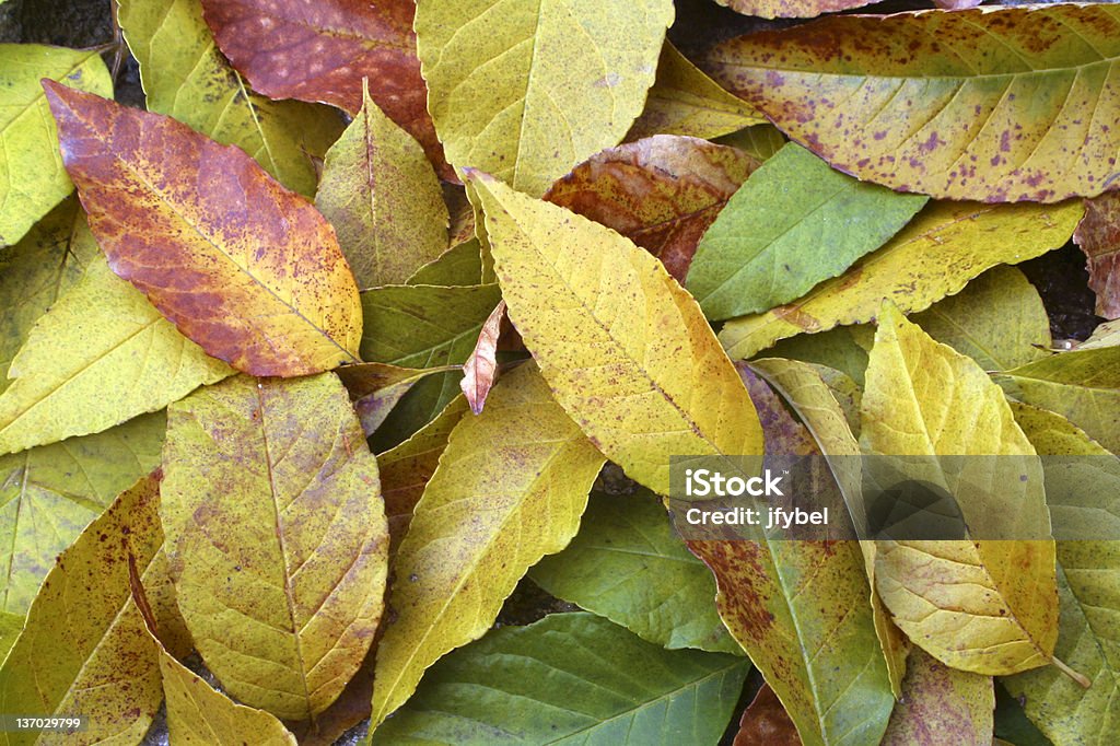 Autumn Leaves Autumn softly colors these fallen leaves. California Stock Photo