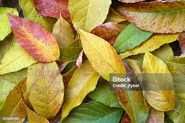 Autumn Leaves Stock Photo - Download Image Now - California, November, Autumn