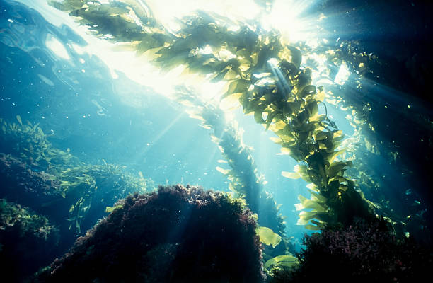 Kelp forest sunshine Sunlight streaks through a magnificent kelp forest. This underwater image was taken with a Nikonos V professional underwater camera system. kelp stock pictures, royalty-free photos & images