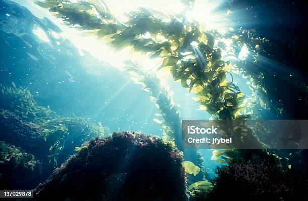 Kelp Forest Sunshine Stock Photo - Download Image Now - Seaweed, Kelp, Sea