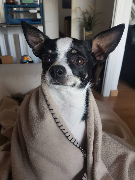 black and white chihuahua dressed as Yoda stock photo