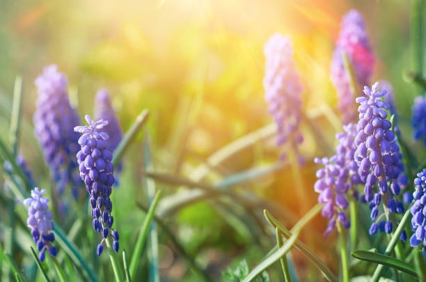 istock Spring muscari flowers in rays of light 1370299279