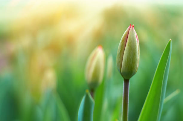 istock Green tulip bud. Spring background with copy space 1370299489