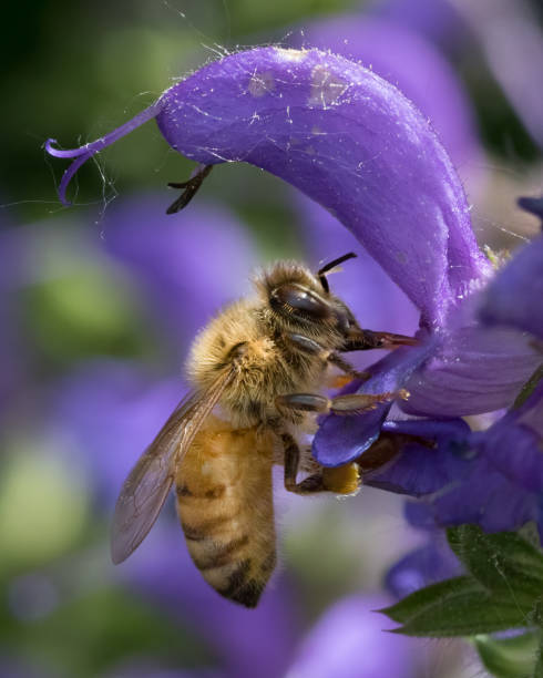 Macro photo of Honey Bee drinking nectar from blue sage flower