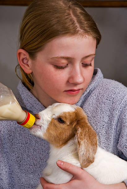 istock Girl Feeding Baby Goat 137030033