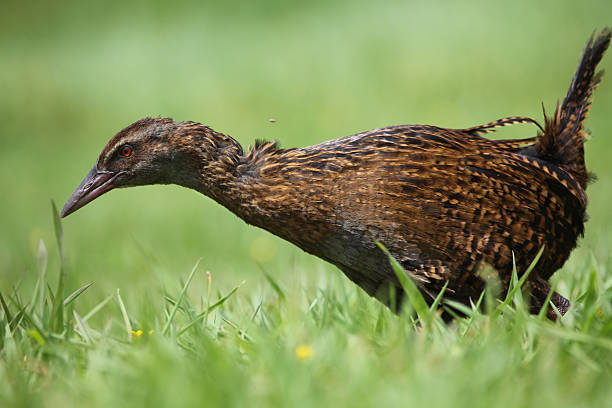 Weka, New Zealand native bird