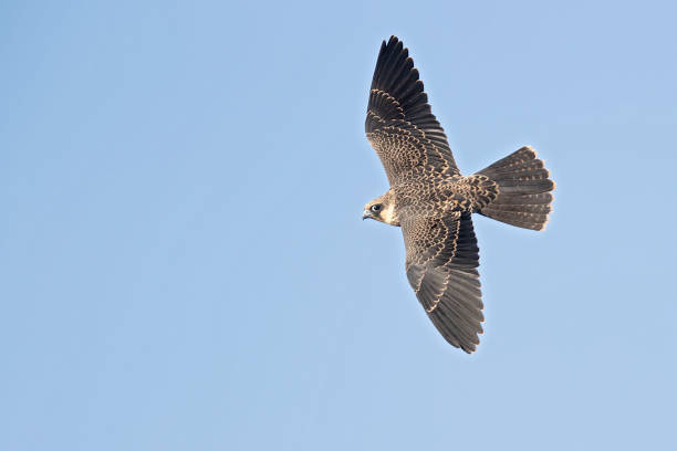 istock Eleonora's falcon (Falco eleonorae) in high speed in flight. 1370303160