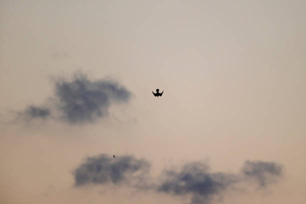 A bird of prey full speed chasing migrating birds.