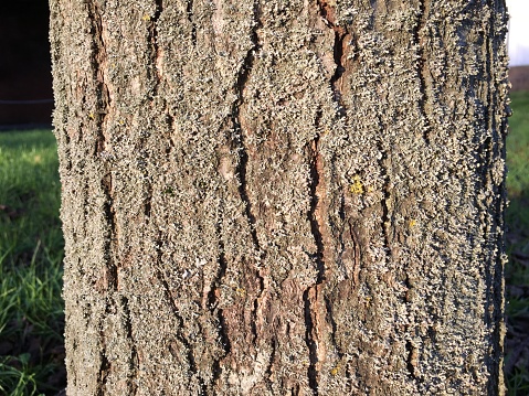 The bark / trunk of Spaeth Alder (Alnus spaethii) in January