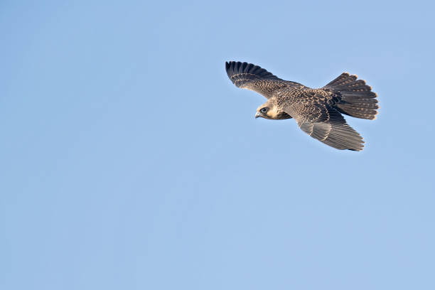 istock Eleonora's falcon (Falco eleonorae) in high speed in flight. 1370303413