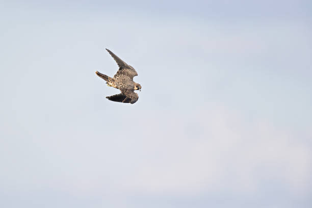 istock Eleonora's falcon (Falco eleonorae) in high speed in flight. 1370303431