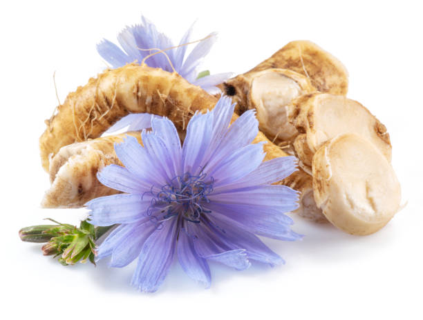istock Chicory flowers and roots close up on the white background. 1370303485