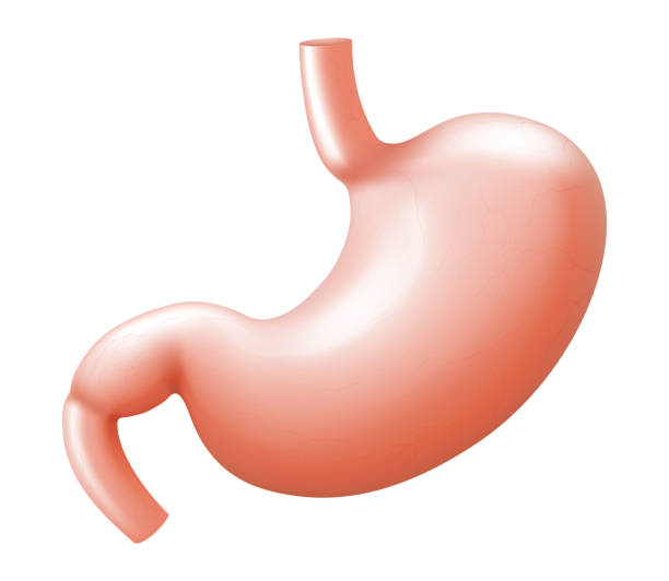istock Human stomach isolated on white background. Illustration of the human internal organ. Realistic 3d Vector 1370303680